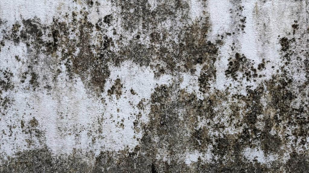 What Happens After a Mold Inspection Report