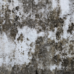 What Happens After a Mold Inspection Report