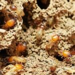 How to Prevent Termites in Your Springdale Home