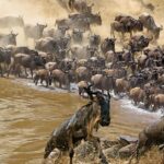 The Great Wildebeest Migration: Nature’s Epic Journey Unveiled