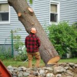 Tree Trimming Near Me – Everything You Need to Know 