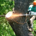 Helpful Information About Tree Removal In Granger