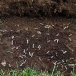 Lawn Grubs