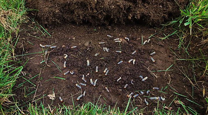 Lawn Grubs