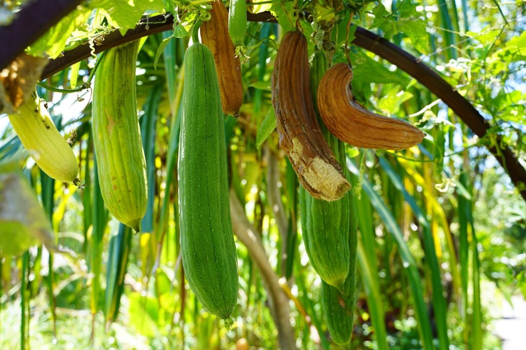 Loofah