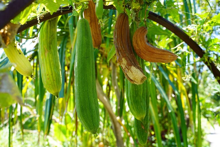 Loofah