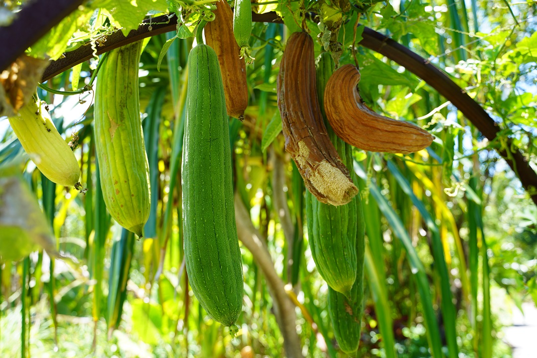 Loofah