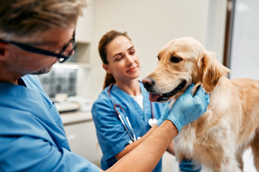 Veterinary