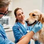 Veterinary