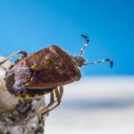 Professional Dust Mite Removal with CJM (2025): Make Your Mattress the Safest Place in Your Home