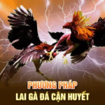 F168 Cockfighting