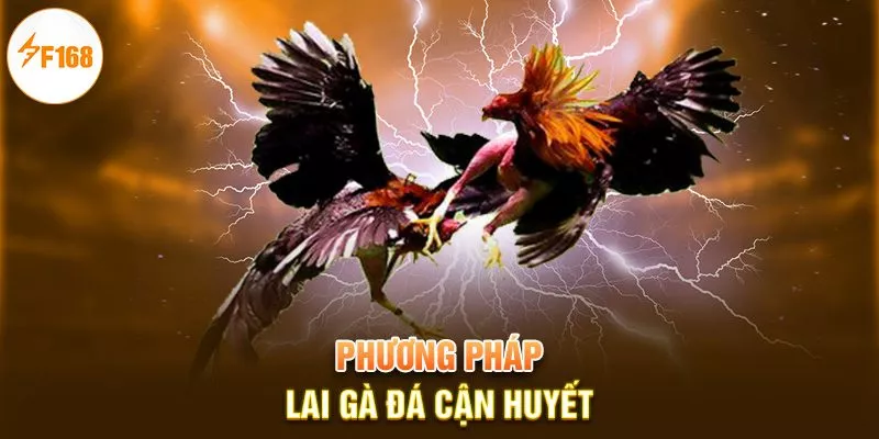 F168 Cockfighting