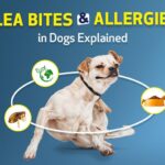Flea Bites and Other Allergies in Dogs Explained