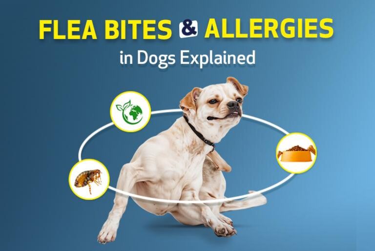 Flea Bites and Other Allergies in Dogs Explained