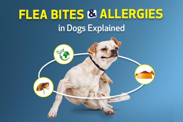 Flea Bites and Other Allergies in Dogs Explained