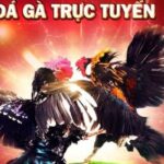 Live Cockfighting
