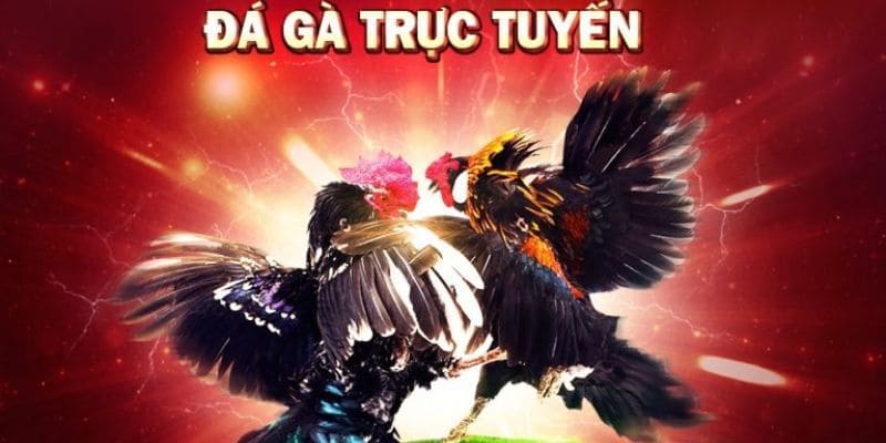 Live Cockfighting