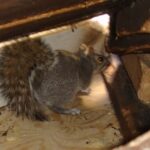 Squirrels in Your Attic