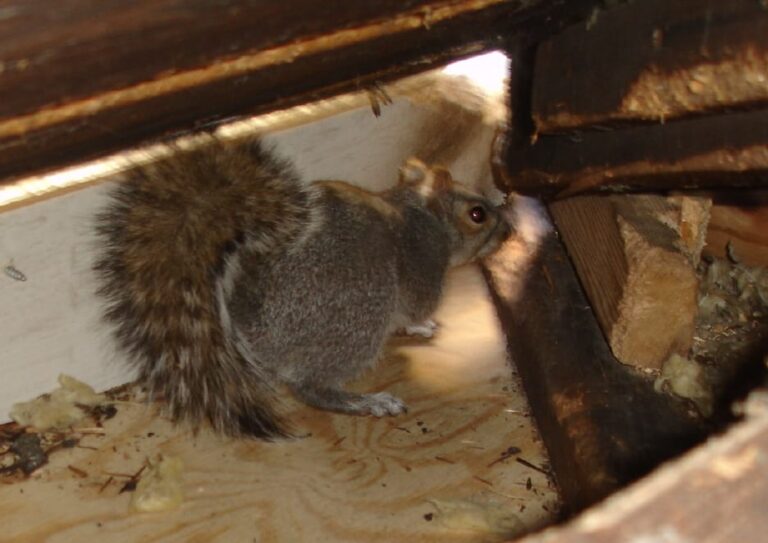 Squirrels in Your Attic