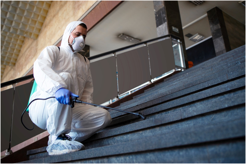 Termite Control Near Me