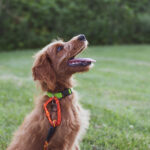 Why 1-on-1 Home Dog Training Could Be the Breakthrough Your Dog Needs