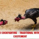 Bamboo Cockfighting