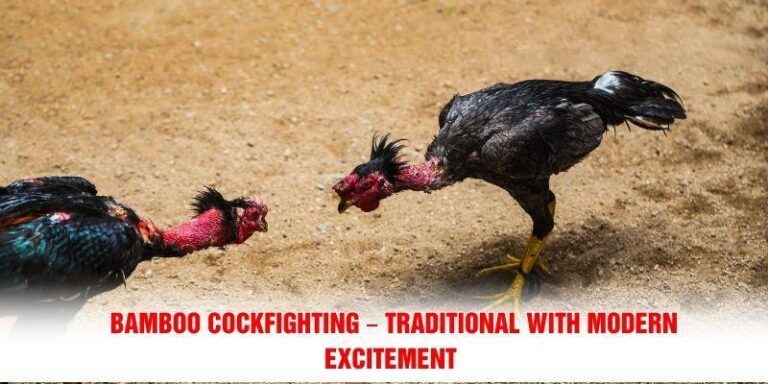 Bamboo Cockfighting
