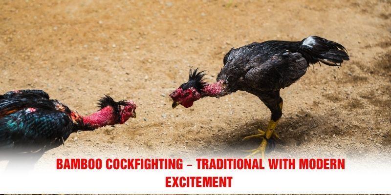 Bamboo Cockfighting