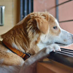 Dogs with Separation Anxiety