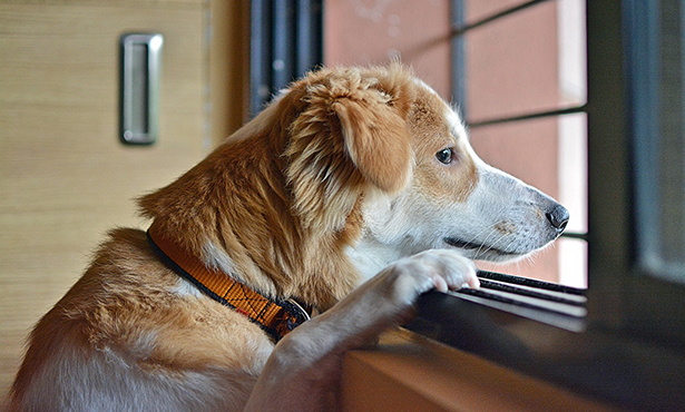 Dogs with Separation Anxiety