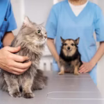 Veterinary Intervention