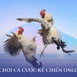 WIN55 Cockfighting