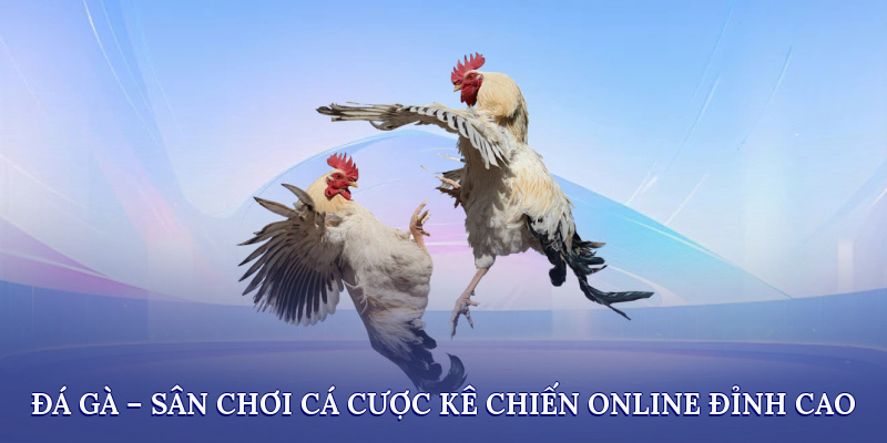 WIN55 Cockfighting