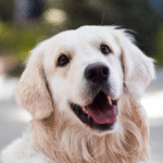 Unlocking a Healthier Coat & Joints: The Power of Salmon Oil for Dogs