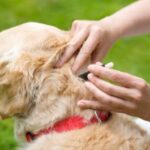 How Does Weather Affect Fleas and Ticks?