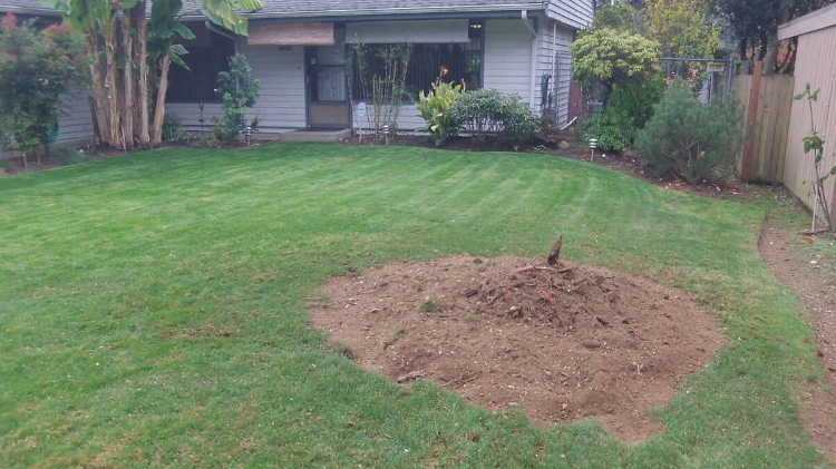 How to Prepare Your Yard for Stump Grinding