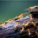 Termite Risk During Wet Seasons