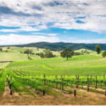 Barossa Wine Tours vs. Other Australian Wine Regions