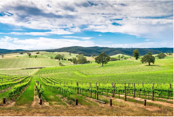 Barossa Wine Tours vs. Other Australian Wine Regions
