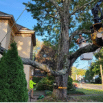 Understanding Tree Risk Assessments Before Removal