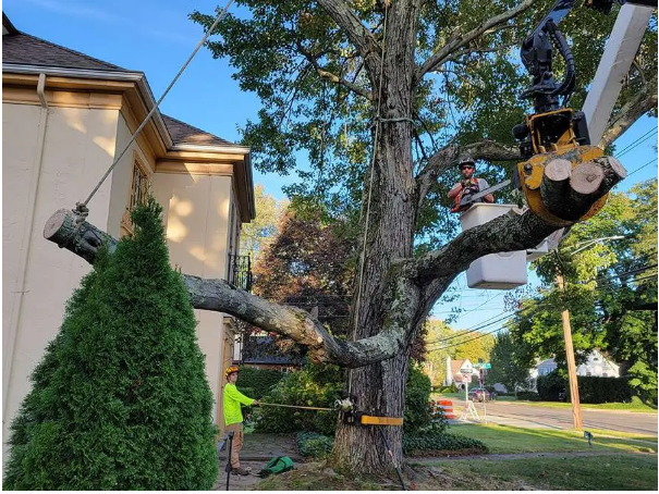 Understanding Tree Risk Assessments Before Removal