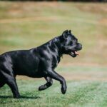 AKC Fit Dog