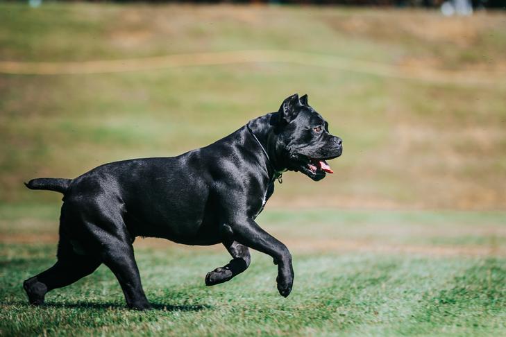 AKC Fit Dog