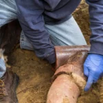 Trenchless Sewer Solutions in Lehi, Utah: How Utah Trenchless is Transforming Drainage Repairs