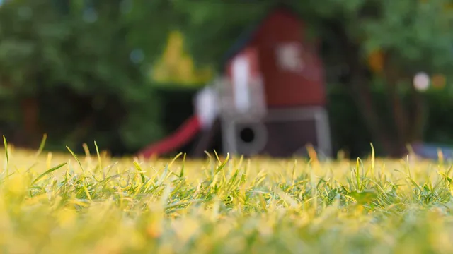 Boise’s Climate Makes Pest Control a Year-Round Priority