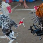 Cockfighting S666