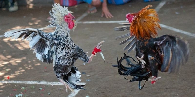 Cockfighting S666