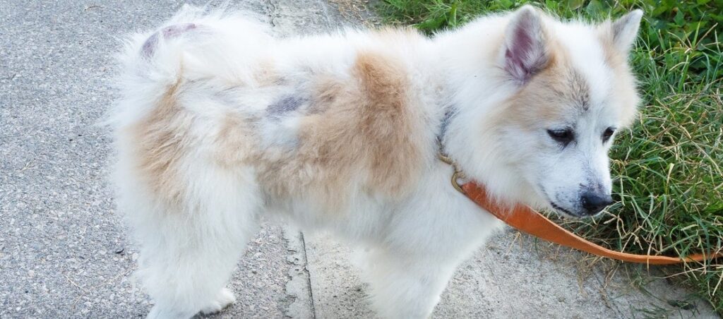 Dog to Lose Their Fur