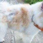 Dog to Lose Their Fur