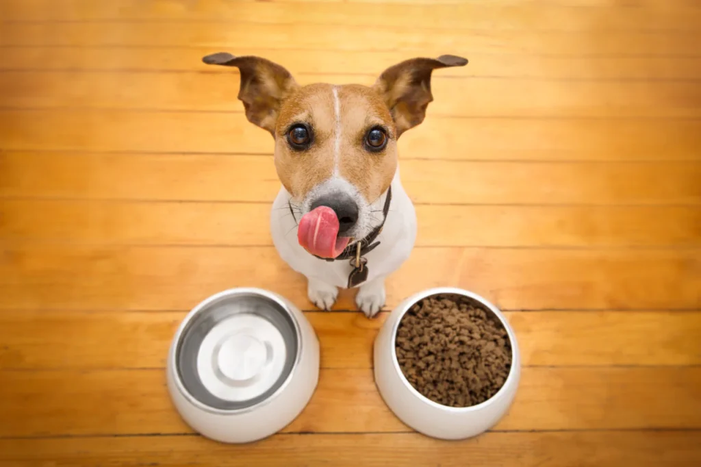 Dog’s Daily Calorie